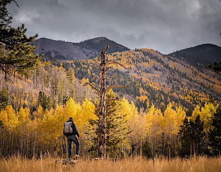 A person with a backpack stands facing a forest and mountains under an overcast sky, surrounded by autumnal trees and tall grass.